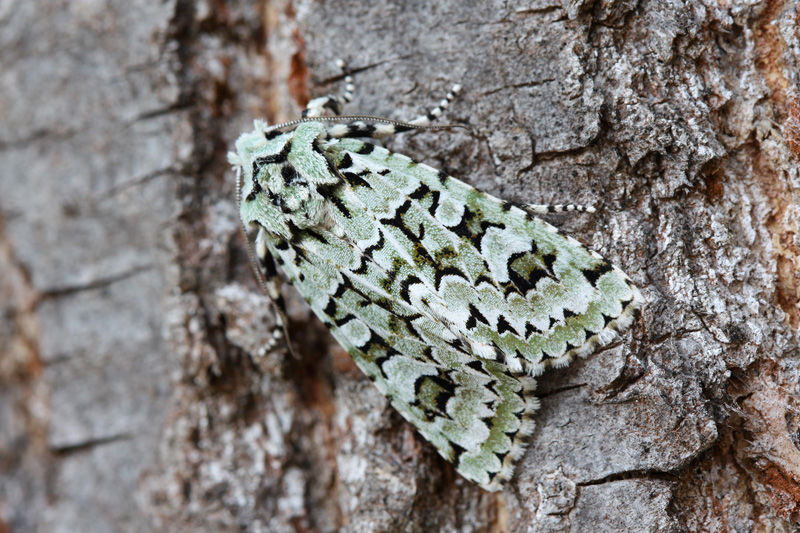 Griposia aprilina